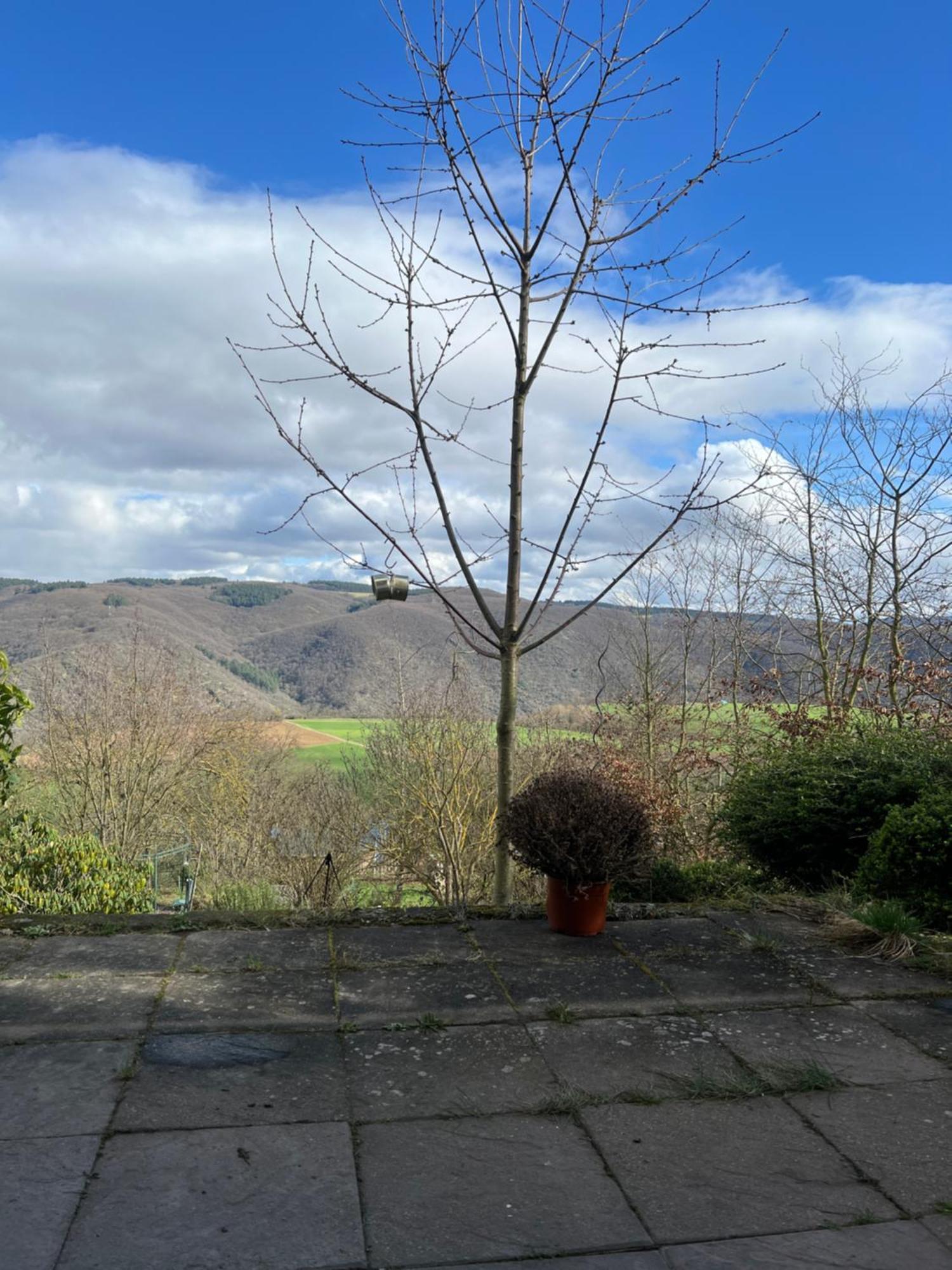 Ferienwohnung Pfalzblick Bacharach Exterior photo